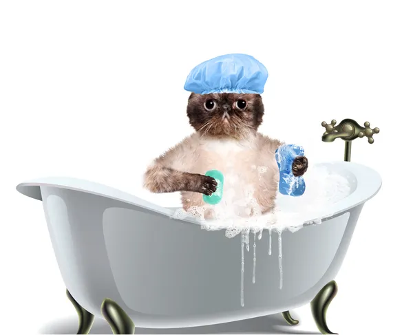 Cat washes — Stock Photo, Image