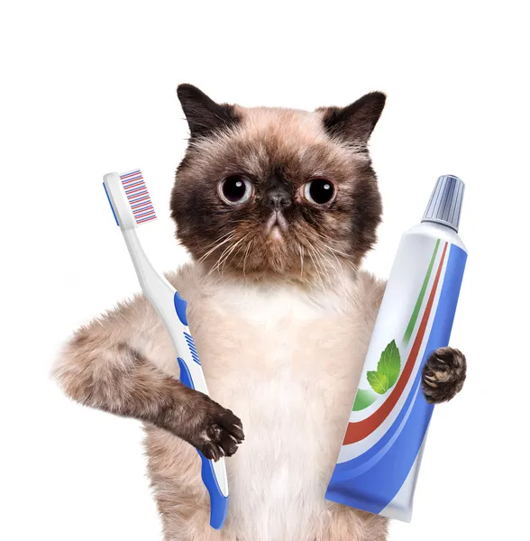 Brushing teeth cat. — Stock Photo, Image