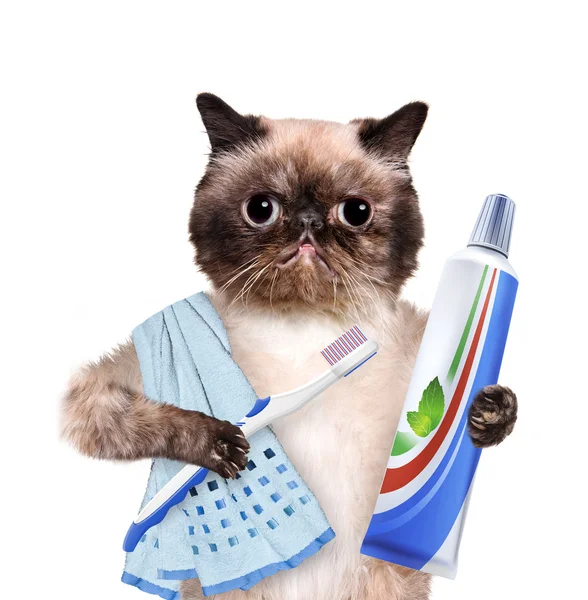 Kedi diş fırçalama. — Stok fotoğraf