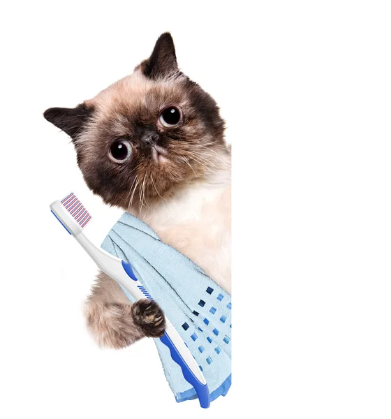 Brushing teeth cat. — Stock Photo, Image