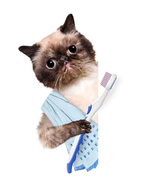 Brushing teeth cat. — Stock Photo, Image