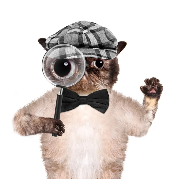 Cat with magnifying glass and searching — Stock Photo, Image