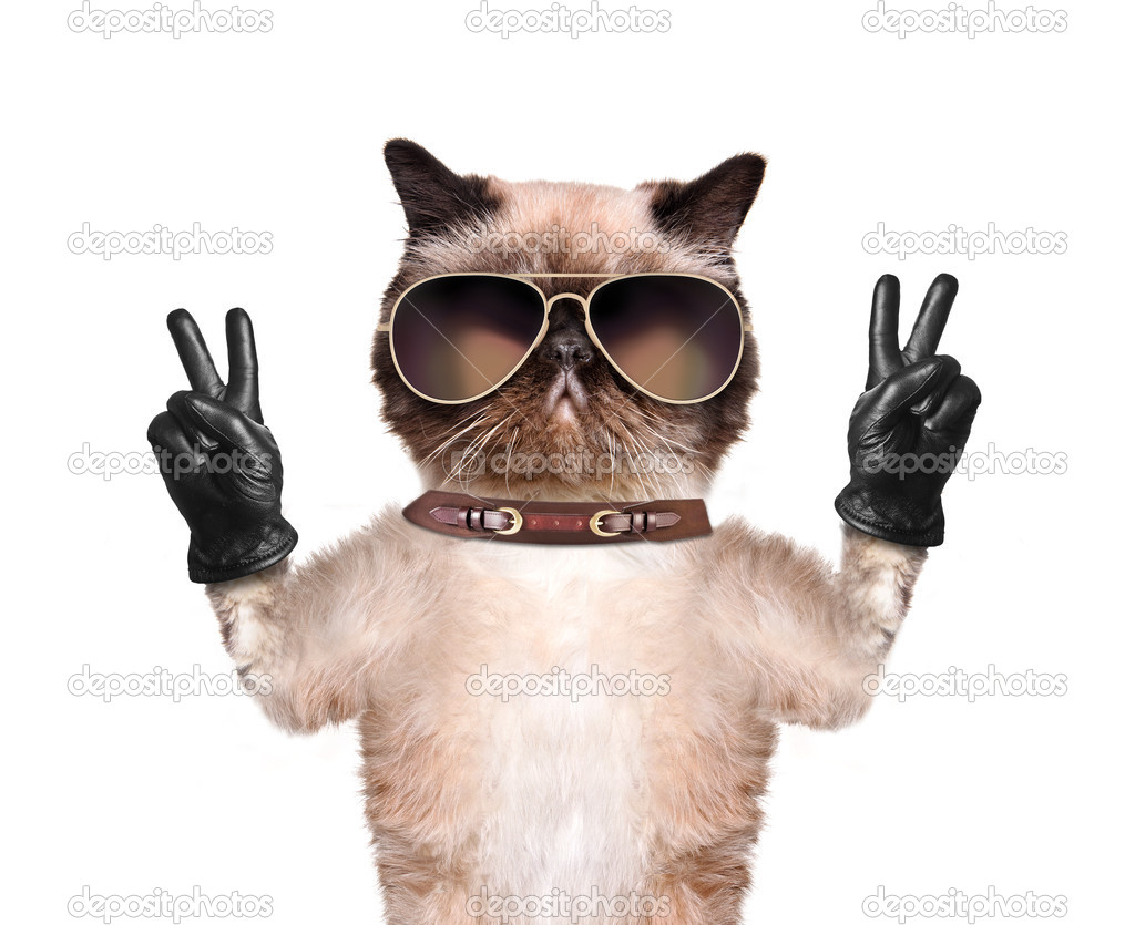 Cat with peace fingers in black leather gloves