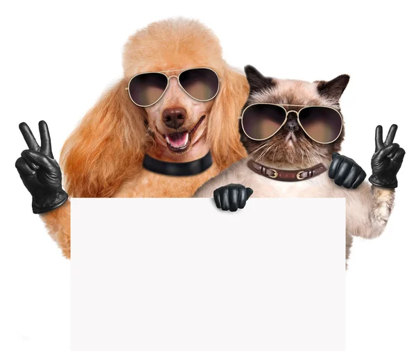 Cane e gatto con dita di pace in guanti di pelle nera — Foto Stock