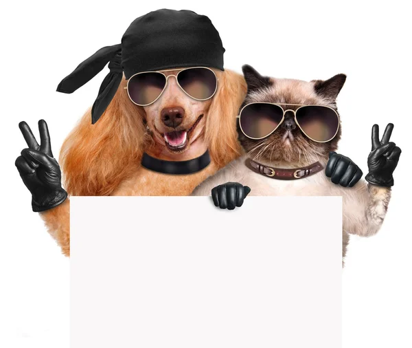 Hund och katt med fred fingrar i svart läderhandskar — Stockfoto