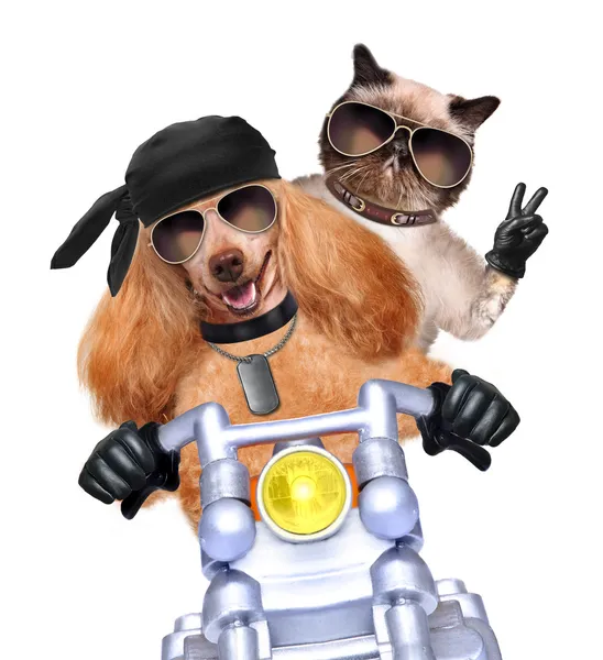 Motosiklet çift hızlı