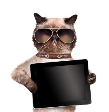 bir tablet tutan kedi.