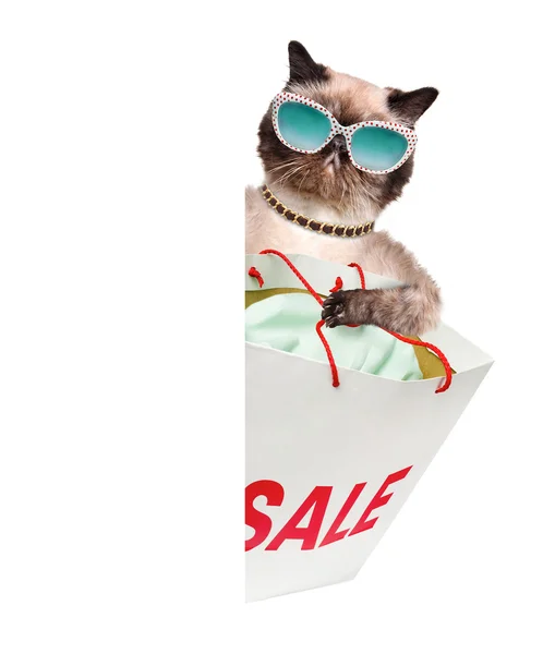 Γάτα. αγοραστής. πωλήσεις. — Φωτογραφία Αρχείου