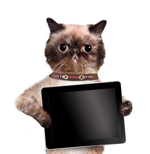 抱着一台平板电脑的猫. — 图库照片