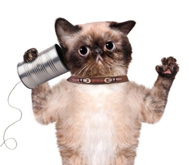 kedi için bir kutu ile telefon