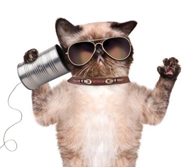 kedi için bir kutu ile telefon