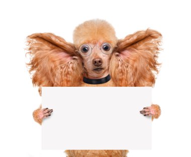 köpek büyük kulaklarla dinliyor