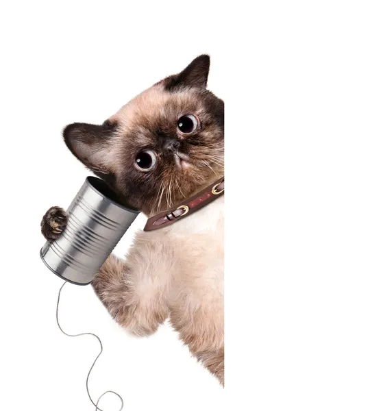 Cat on the phone with a can — Stock Photo, Image