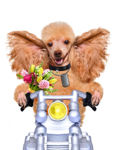 摩托车的狗 — 图库照片