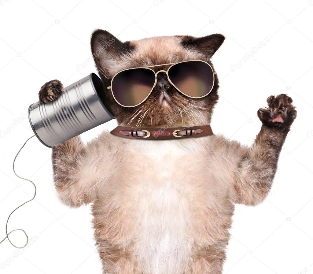 Résultat de recherche d'images pour "chat avec un téléphone"