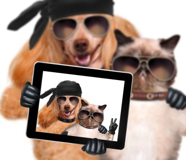 selfie ile birlikte bir tablet alarak kedi ile köpek