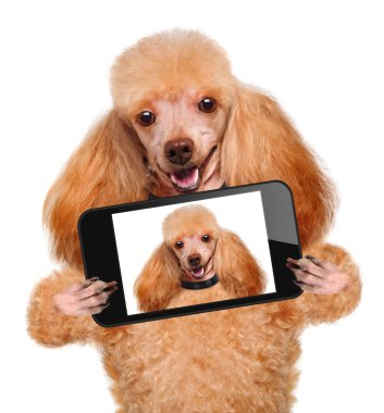 bir akıllı telefon ile bir selfie alarak köpek