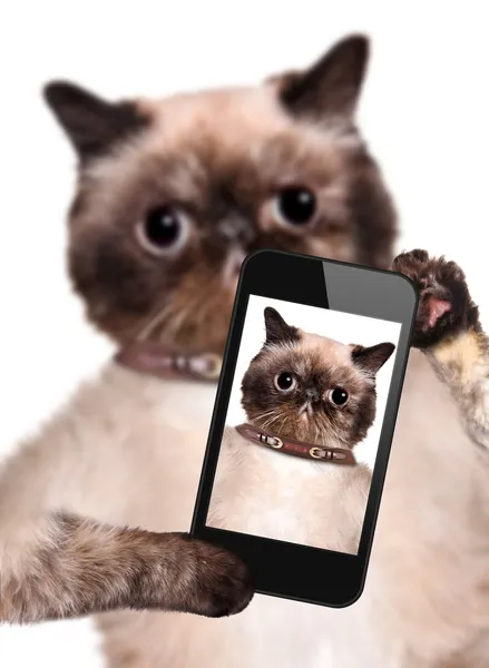 Katten tar en selfie med en smartphone — Stockfoto