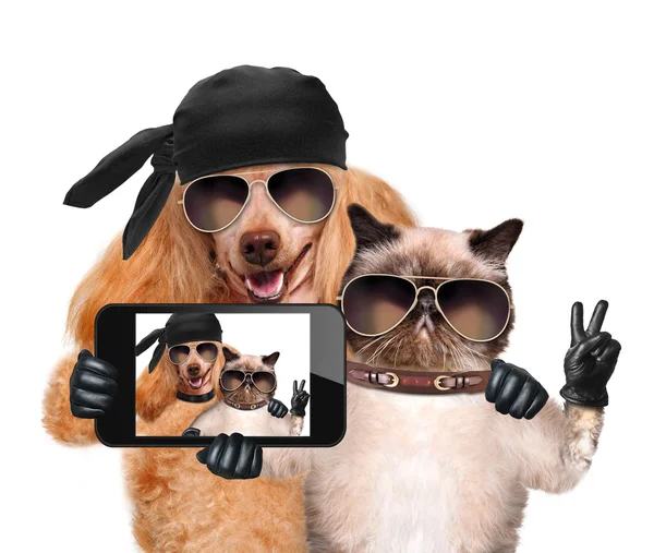 Hund med katten tar en selfie med en tablett — Stockfoto