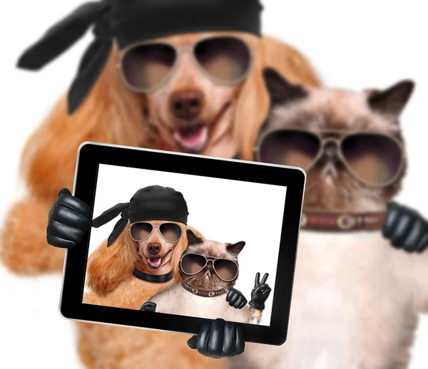 Hund med katten tar en selfie med en tablett — Stockfoto