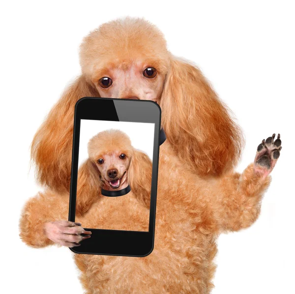 Hunden tar en selfie med en smartphone — Stockfoto