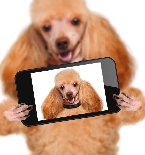 Cão tomando uma selfie com um smartphone — Fotografia de Stock