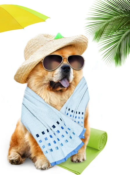 Hond. vakantie aan zee — Stockfoto