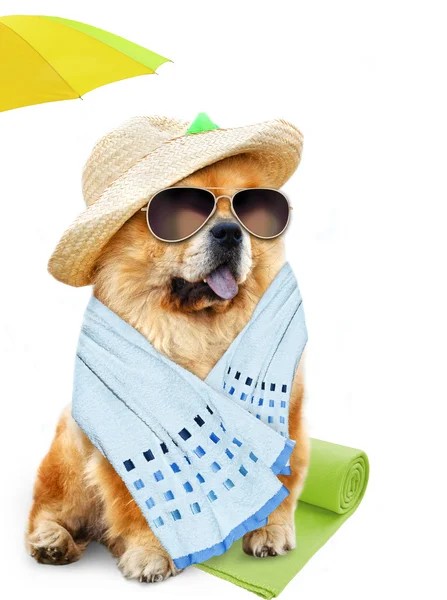 Dog. Holidays at sea — Stock Photo, Image