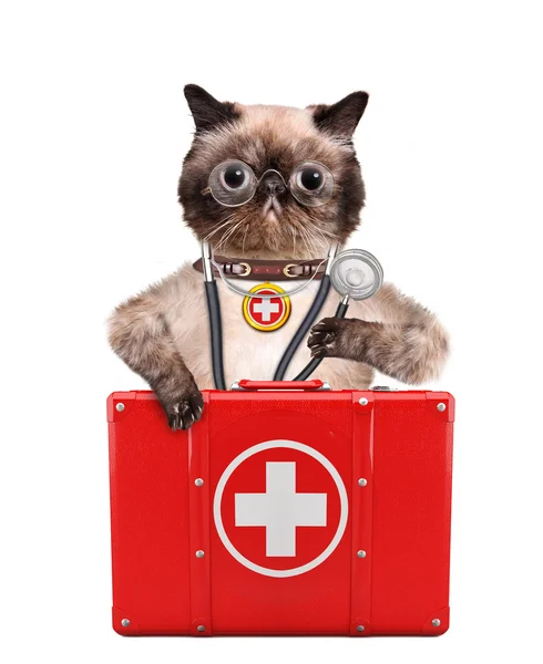 Gato com kit de primeiros socorros — Fotografia de Stock