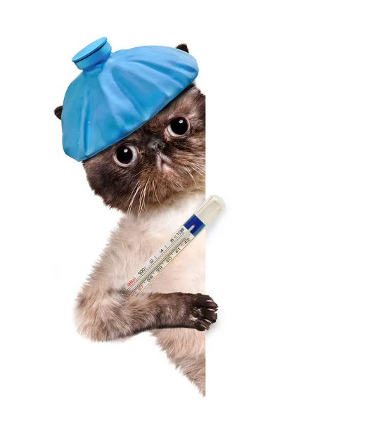 Sick cat. — Stock Photo, Image