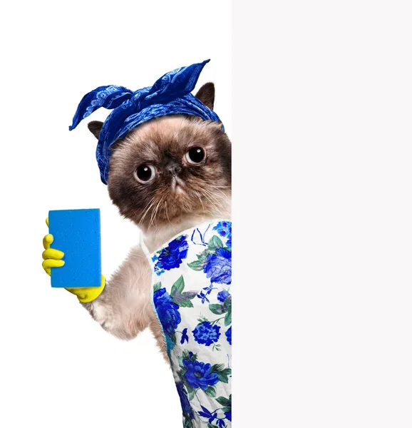 Hausfrauenkatze. — Stockfoto