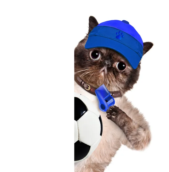 Кот с белым футбольным мячом — стоковое фото