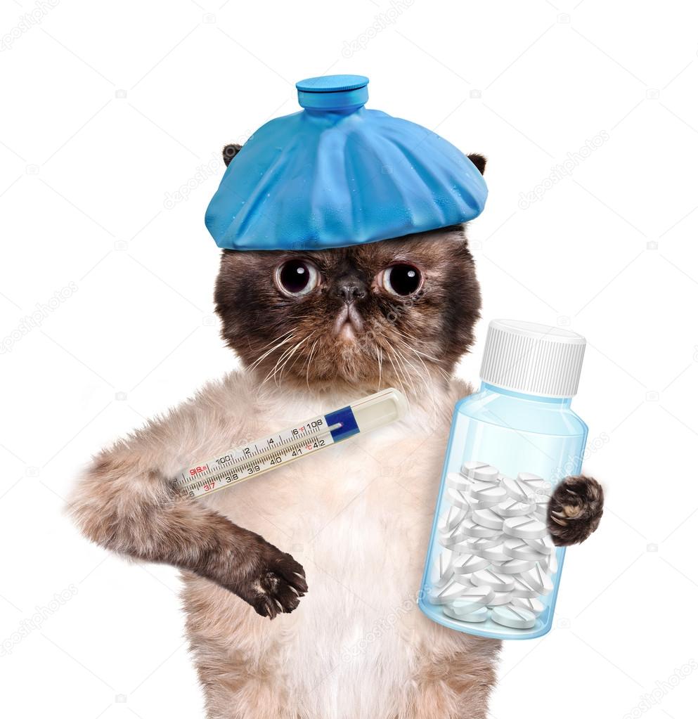hasta kedi