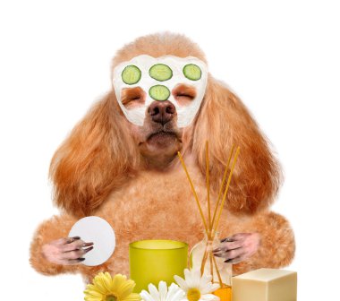 Spa yıkayın köpek