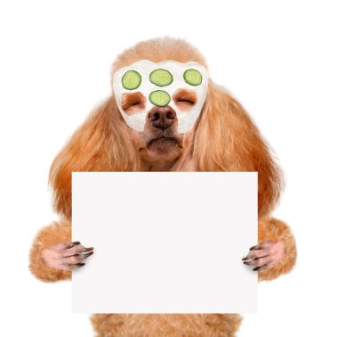 Spa yıkayın köpek