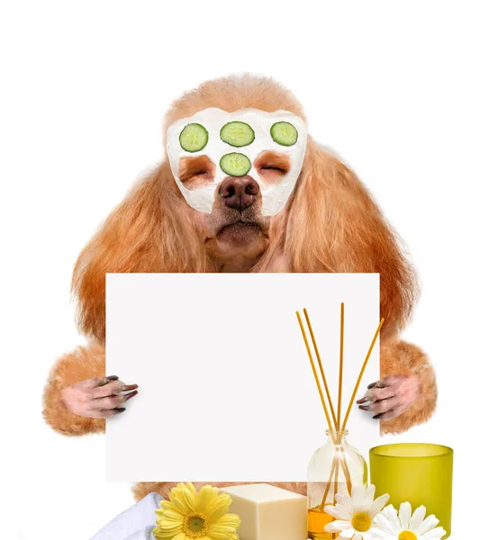 Spa tvätta hunden — Stockfoto