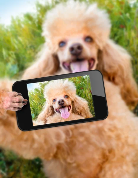 犬はスマート フォンと selfie を取る — ストック写真