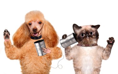 kedi köpek konserve ile telefon ile