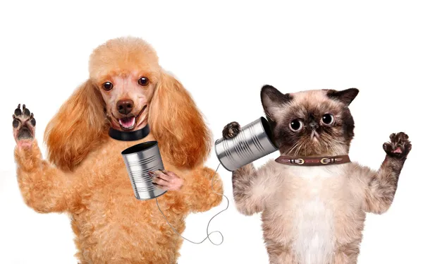 Γάτα με έναs σκύλοs στο τηλέφωνο με ένα κουτί — Φωτογραφία Αρχείου