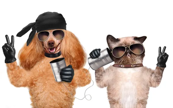 Katze mit Hund am Telefon mit Dose — Stockfoto