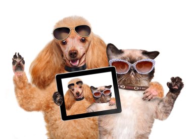 selfie ile birlikte bir tablet alarak kedi ile köpek