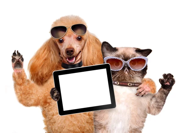 Hund med katten tar en selfie med en tablett — Stockfoto