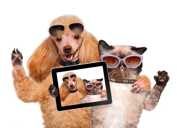 Hund med katten tar en selfie med en tablett — Stockfoto