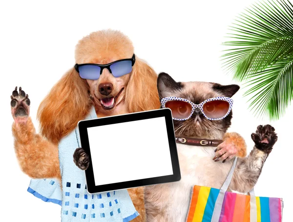 Hund med katten tar en selfie med en tablett — Stockfoto