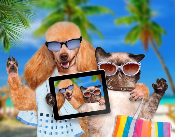 Cane con gatto in vacanza . — Foto Stock