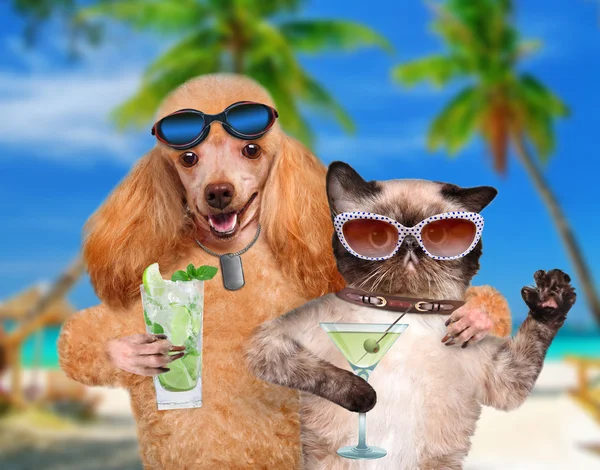 Hond met een kat op vakantie. — Stockfoto