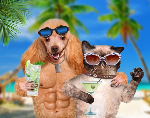 Dog with a cat on vacation. — Stock Photo, Image