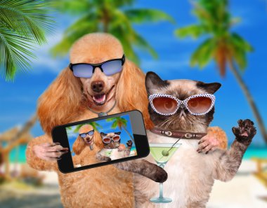 bir akıllı telefon ile birlikte bir selfie alarak kedi ile köpek