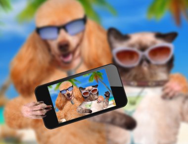 bir akıllı telefon ile birlikte bir selfie alarak kedi ile köpek