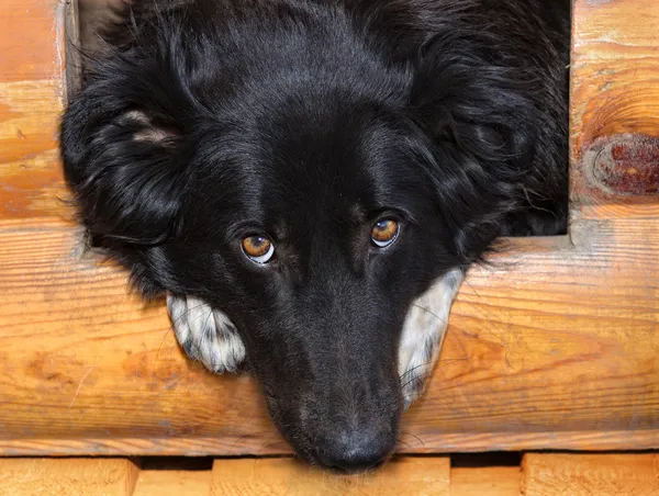 Dog house — Stock Photo, Image